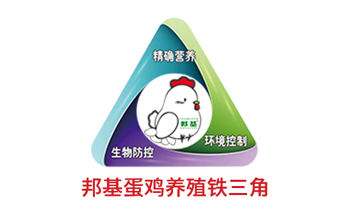 邦基蛋雞養殖鐵三角